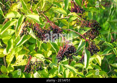 Trauben von schwarzen Beeren auf schwarzen Holunderzweigen. Stockfoto