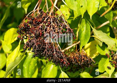 Trauben von schwarzen Beeren auf schwarzen Holunderzweigen. Stockfoto