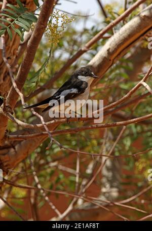 Riedschnäpper (Ficedula hypoleuca) Erwachsener in Baum in der Wüste Oase Marokko April Stockfoto