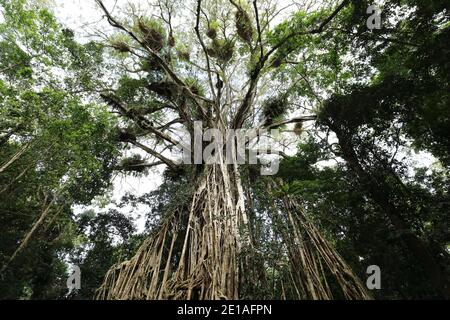 Blick auf den riesigen Cathedral Fig Tree auf den Atherton Tablelands, Australien Stockfoto