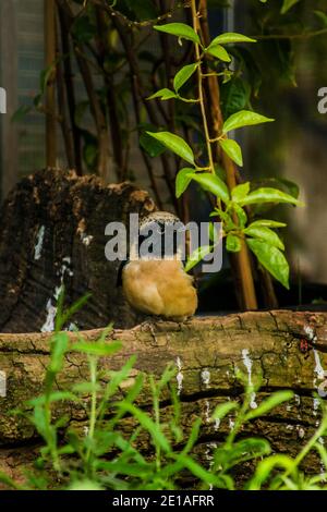 Schöner Vogel Daurian Rotstart auf Zweig (Phoenicurus auroreus).Daurian Rotstart (Phoenicurus auroreus) schöner Singvogel Stockfoto