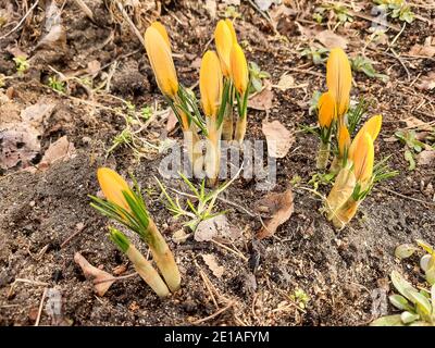 Gelbe, violette und weiße Krokusse in einer Waldlichtung. Durch das trockene Gras sprießt neues junges Gras. Stockfoto