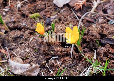 Gelbe, violette und weiße Krokusse in einer Waldlichtung. Durch das trockene Gras sprießt neues junges Gras. Stockfoto