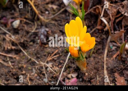 Gelbe, violette und weiße Krokusse in einer Waldlichtung. Durch das trockene Gras sprießt neues junges Gras. Stockfoto
