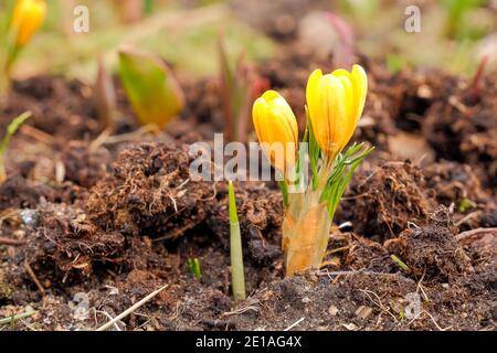Gelbe, violette und weiße Krokusse in einer Waldlichtung. Durch das trockene Gras sprießt neues junges Gras. Stockfoto