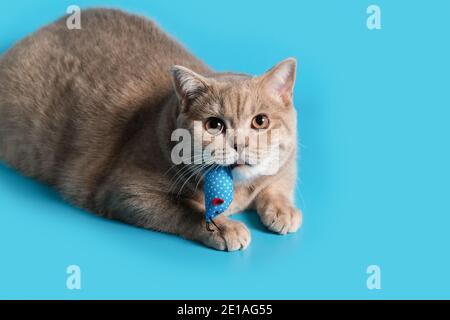 Eine pfirsichfarbene britische Kurzhaar-Katze hält eine blaue Maus Spielzeug in den Zähnen und schaut auf die Kamera Stockfoto
