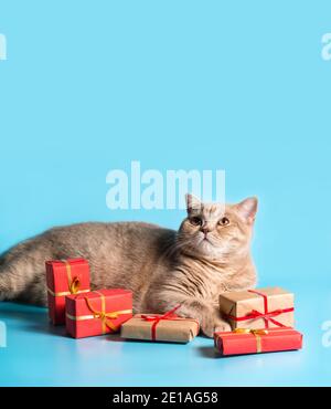 Serious Katze Rasse British Kurzhaar Pfirsich Farbe liegt mit Geschenken verpackt in Papier auf einem blauen Hintergrund. Suchen Sie nach. Nahaufnahme. Speicherplatz kopieren. Banner Stockfoto