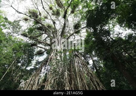 Blick auf den riesigen Cathedral Fig Tree auf den Atherton Tablelands, Australien Stockfoto