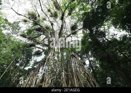 Blick auf den riesigen Cathedral Fig Tree auf den Atherton Tablelands, Australien Stockfoto