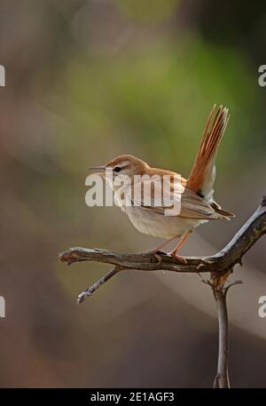 Rotschwanzschrubber-Robin (Cercotrichas galactotes galactotes) Erwachsene Männchen auf toten Zweig sitzend mit Schwanz gespannt Marokko Mai Stockfoto