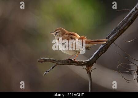 Rotschwanzschrubber-Robin (Cercotrichas galactotes galactotes) Erwachsene Männchen auf toten Zweig sitzend singen Marokko Mai Stockfoto