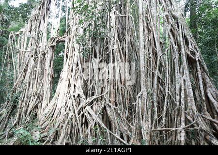 Blick auf den riesigen Cathedral Fig Tree auf den Atherton Tablelands, Australien Stockfoto