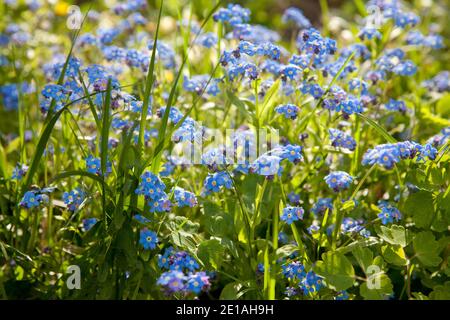 Ein Haufen Vergiss mich nicht. Blaue Blumen in der Sommerwiese Stockfoto