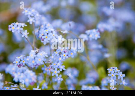 Ein Haufen Vergiss mich nicht. Blaue Blumen in der Sommerwiese Stockfoto