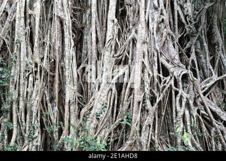 Blick auf den riesigen Cathedral Fig Tree auf den Atherton Tablelands, Australien Stockfoto