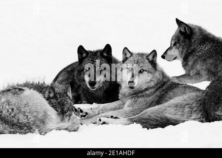 Nordwest Wolf (Canis lupus occidentalis) Pack im Winter Stockfoto