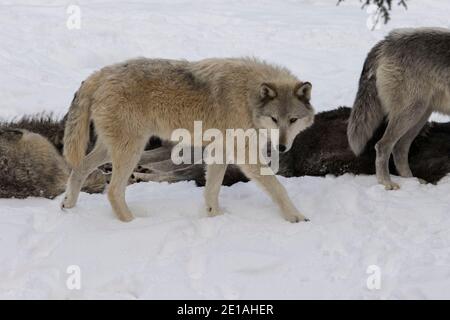 Nordwest Wolf (Canis lupus occidentalis) Pack im Winter Stockfoto