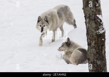 Nordwest Wolf (Canis lupus occidentalis) Pack im Winter Stockfoto