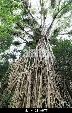 Blick auf den riesigen Cathedral Fig Tree auf den Atherton Tablelands, Australien Stockfoto