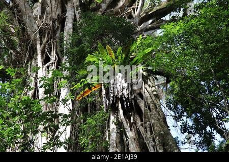 Blick auf den riesigen Cathedral Fig Tree auf den Atherton Tablelands, Australien Stockfoto