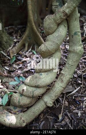 Blick auf den riesigen Cathedral Fig Tree auf den Atherton Tablelands, Australien Stockfoto