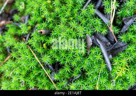 Erstaunliches Moosmuster Stockfoto