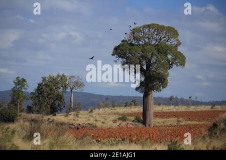 Schmalblättriger Flaschenbaum oder Queensland Flaschenbaum (Brachychiton rupestris), Queensland, Australien Stockfoto