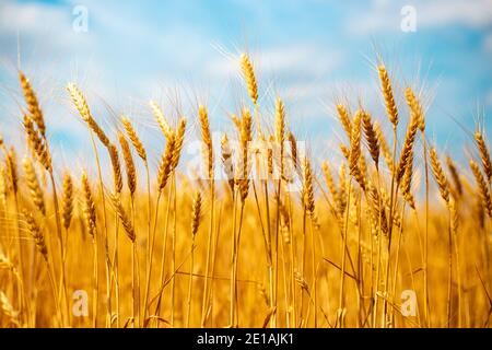 Spikelets von gereiften Weizen in den Feldern von Russland, Ernte Getreide im Herbst, landwirtschaftliche Flächen Stockfoto