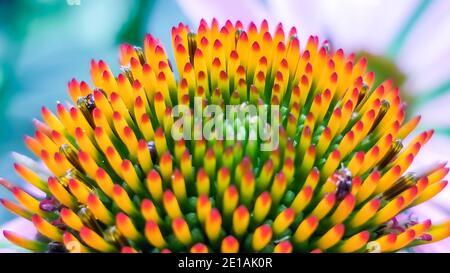 Eine Nahaufnahme von Echinacea Blume Zentralkegel, seine mehrfarbige Struktur kann deutlich in diesem super fokussierten Bild gesehen werden Stockfoto