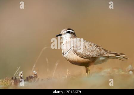 Eurasischer Dotterel (Charadrius morinellus) fotografiert in den italienischen Alpen, im niedrigen Gras. Stockfoto