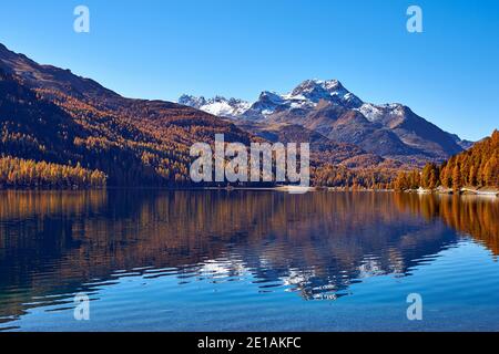 Herbstlandschaft im Engadin, einer schönen Gegend der Schweiz, mit einem verschneiten Berg im Hintergrund, gelben Lärchen und einem herrlichen See in Stockfoto