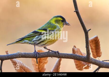 Männliche eurasische Siskin (Spinus spinus). Kleiner europäischer Vogel der Finkenfamilie. Stockfoto