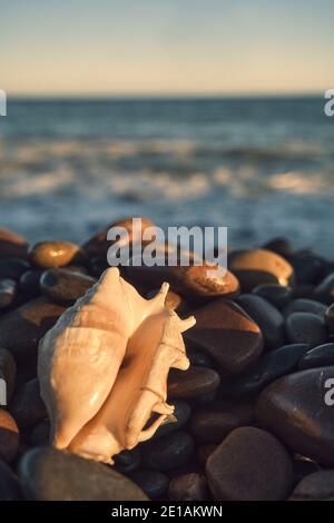 Eine weiße Muschel liegt auf dem Steinstrand während Die Wellen des Meeres trafen das Ufer Stockfoto