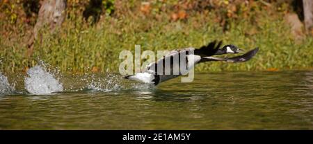 Kanadagans (Branta canadensis), Maryland Stockfoto