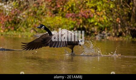 Kanadagans (Branta canadensis), Start, Maryland Stockfoto