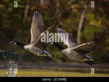 Kanadagänse (Branta canadensis), Maryland Stockfoto