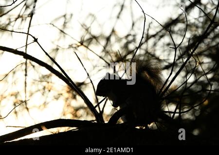 Die Silhouette eines Eichhörnchens in der Kiefer Stockfoto