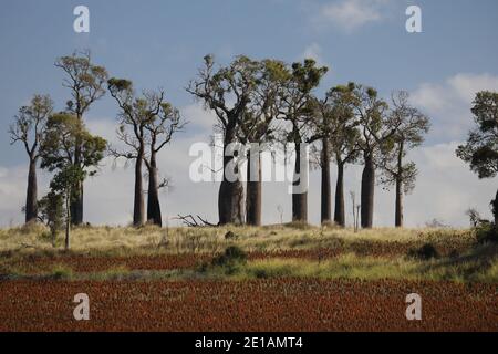 Schmalblättriger Flaschenbaum oder Queensland Flaschenbaum (Brachychiton rupestris), Queensland, Australien Stockfoto