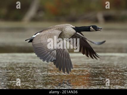 Kanadagänse (Branta canadensis), Maryland Stockfoto