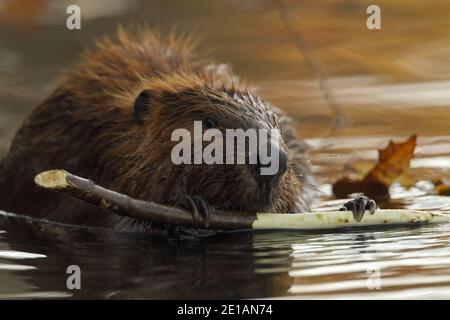 Nordamerikanischer Biber (Castor canadensis), Maryland, ernährt sich von Baumrinde Stockfoto
