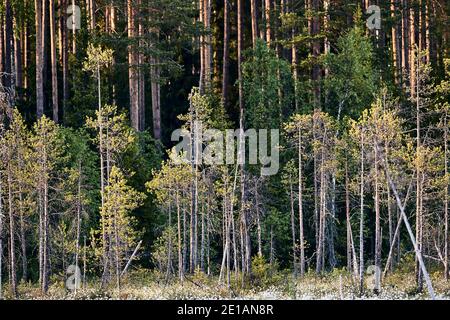 In der Morgendämmerung die finnische Taiga, wild und schön. Finnische Landschaft mit Bäumen. Stockfoto
