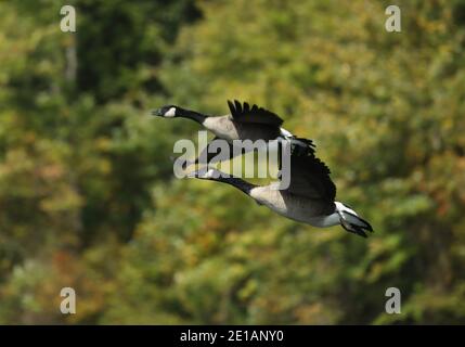 Kanadagänse (Branta canadensis), Maryland Stockfoto