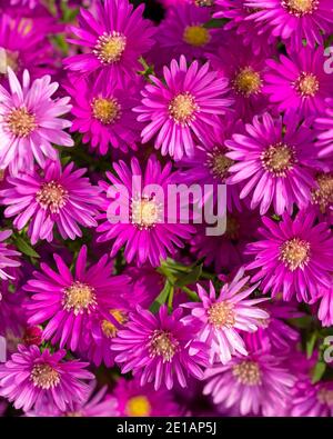 Heiße rosa oder lila Astern in voller Blüte. USA. Stockfoto