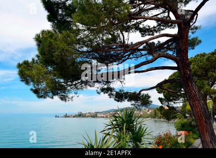 Pine Tree auf der Lake Shore Promenade in Montreux Schweiz Stockfoto