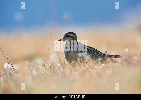 Eurasischer Dotterel (Charadrius morinellus) fotografiert in den italienischen Alpen, im niedrigen Gras. Stockfoto