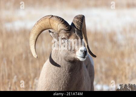 Rocky Mountain Bighorn Schafe (Ovis canadensis) Widder im Grand Teton National Park Stockfoto