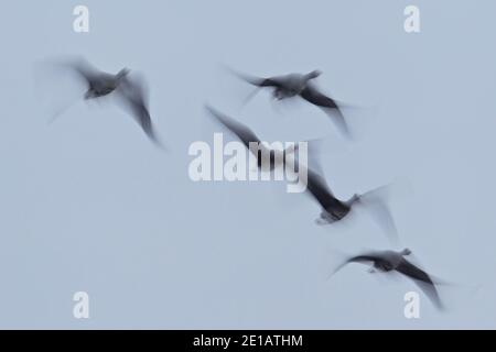 Schwarm von Großgänsen (Anser albifrons), die mit Bewegungsunschärfen fliegen, Brandenburg, Deutschland Stockfoto