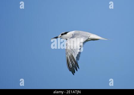 Sandwich-Tern (Thalasseus sandvicensis) für Erwachsene, Ostsee, Mecklenburg-Vorpommern, Deutschland Stockfoto