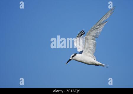 Sandwich-Tern (Thalasseus sandvicensis) für Erwachsene, Ostsee, Mecklenburg-Vorpommern, Deutschland Stockfoto