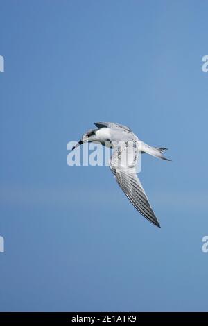 Sandwichseeschwalbe (Thalasseus sandvicensis) im Flug, Ostsee, Mecklenburg-Vorpommern, Deutschland Stockfoto